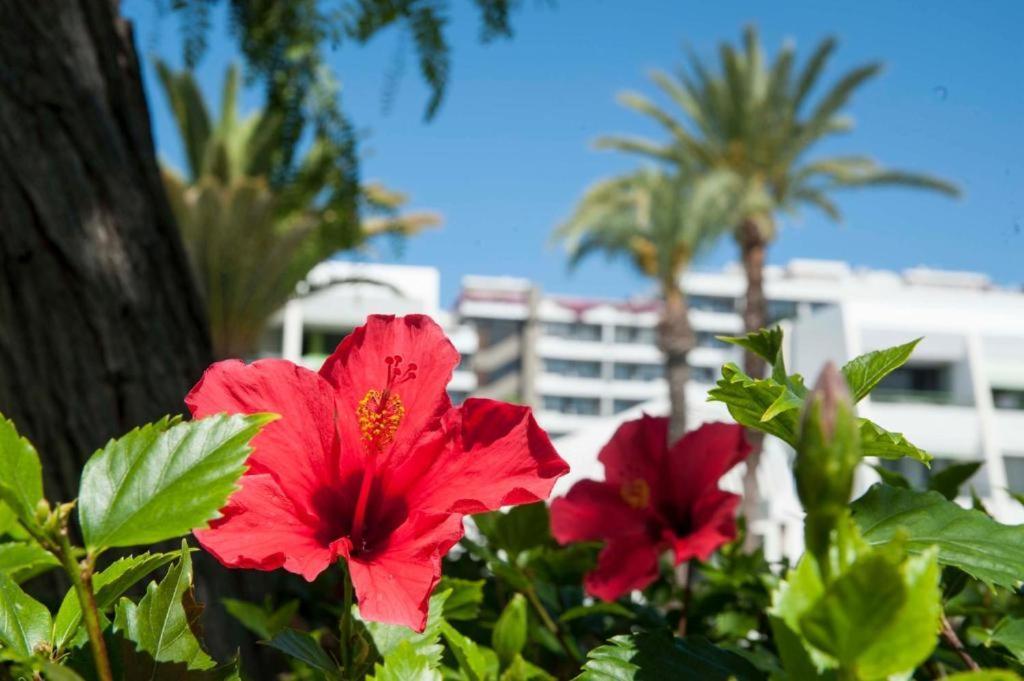 Optimist Las Americas Playa de las Americas  Bagian luar foto